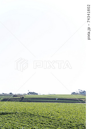 神奈川県三浦大根畑の風景 神奈川県三浦大根畑の風景 74341602