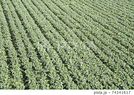 神奈川県三浦大根畑の風景 神奈川県三浦大根畑の風景 74341617