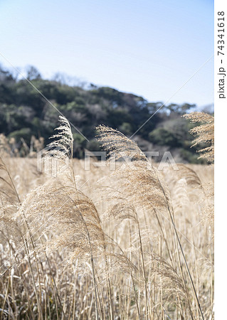 神奈川県三浦市江奈湾ヨシ原（アシ原）の風景 74341618