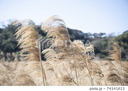 神奈川県三浦市江奈湾ヨシ原（アシ原）の風景 74341623