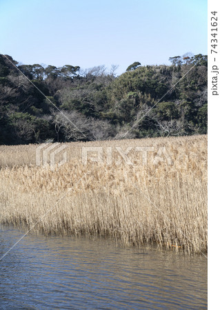 神奈川県三浦市江奈湾ヨシ原（アシ原）の風景 74341624
