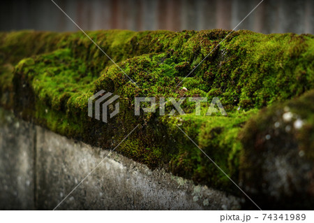 古く苔むしたブロック塀 74341989