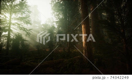 Redwood Forest Foggy Sunset Scenery 74342249