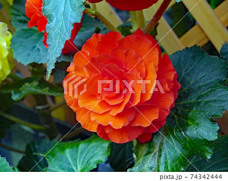 繁栄や永遠の栄えという花言葉があるオレンジ色のベゴニアの花の写真素材