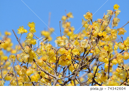 ロウバイ 74342604