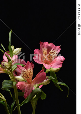 アストロメリアの写真素材