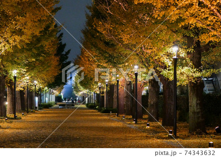 東京都 秋 昭島市 昭和の森 いちょう並木 東京都 秋 昭島市 昭和の森 いちょう並木 74343632