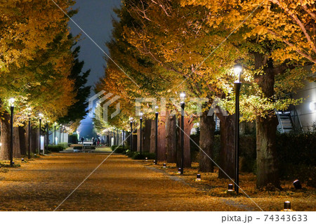 東京都　秋　昭島市　昭和の森　いちょう並木 74343633