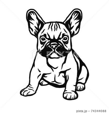 French Bulldog dog - vector isolated illustration on white background French Bulldog dog - vector isolated illustration on white background 74344088