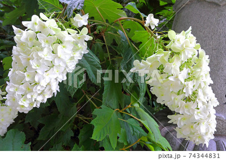 紫陽花 74344831