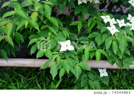 ヤマボウシの花-3 74344863