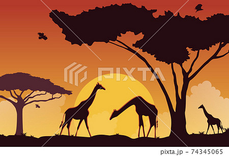 Giraffe Sunset Animal Savanna Landscape Africa Wildlife Illustration 74345065