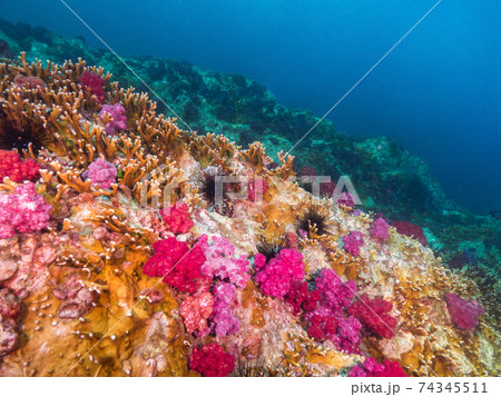ヤツデアナサンゴモドキ(ファイヤーコーラル)とソフトコーラルの群生 (メルギー諸島、ミャンマー) 74345511
