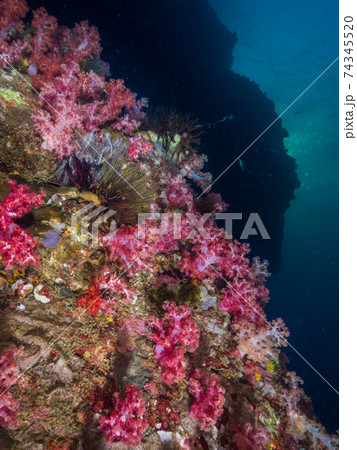 珊瑚に覆われた夕暮れ時のドロップオフ (メルギー諸島、ミャンマー) 74345520