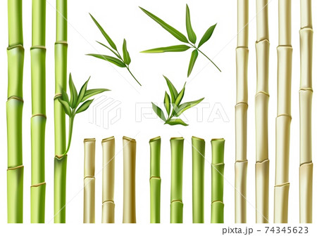Realistic bamboo sticks. 3d green and brown - Stock Illustration  [74345623] - PIXTA