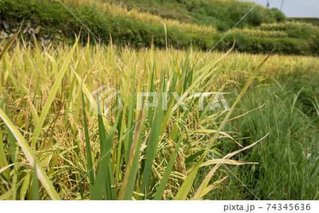 Rice grain growing in autumn field 74345636