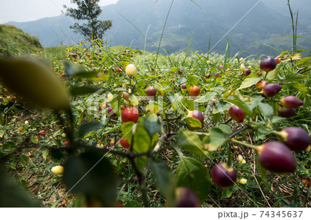 Growing  pepper Organic farming in mountains 74345637