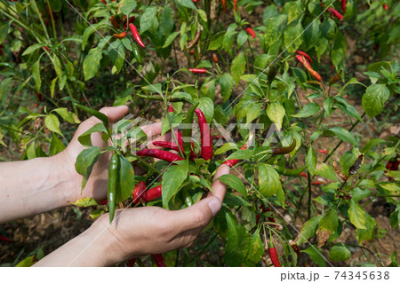 Growing purple and yellow pepper. Organic farming Growing purple and yellow pepper. Organic farming 74345638
