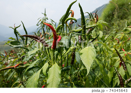 Growing pepper Organic farming in mountains Growing pepper Organic farming in mountains 74345643