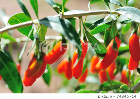 Goji berry fruits and plants in sunshine garden Goji berry fruits and plants in sunshine garden 74345714