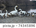岸に上がった白鳥と鴨 74345896