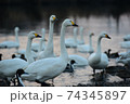 越辺川の白鳥たち 74345897