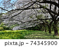 満開の桜と菜の花 74345900