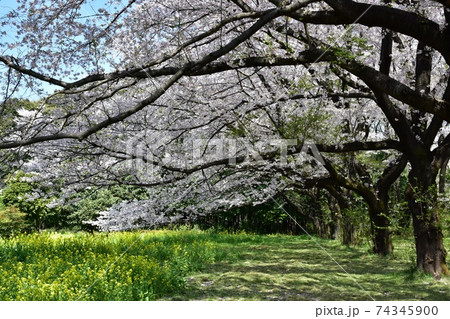 満開の桜と菜の花 74345900