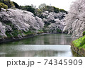 満開の千鳥が淵の桜 74345909
