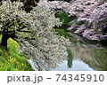 満開の千鳥が淵の桜 74345910