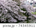 満開の千鳥が淵の桜 74345911