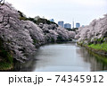 満開の千鳥が淵の桜 74345912
