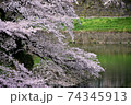 満開の千鳥が淵の桜 74345913
