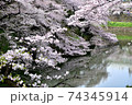 満開の千鳥が淵の桜 74345914