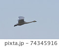 大空を飛んでいく白鳥 74345916