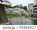 満開の千鳥が淵の桜 74345917