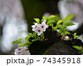 幹に咲く桜 74345918