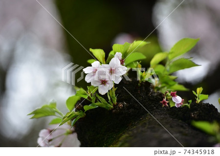 幹に咲く桜 幹に咲く桜 74345918