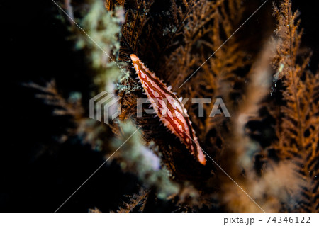 ヤギにベニキヌヅツミ 74346122