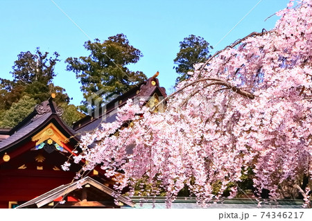 美しい満開の枝垂れ桜 74346217