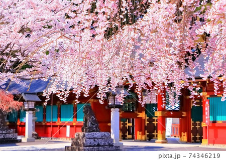 満開の枝垂れ桜と塩釜神社唐門 満開の枝垂れ桜と塩釜神社唐門 74346219