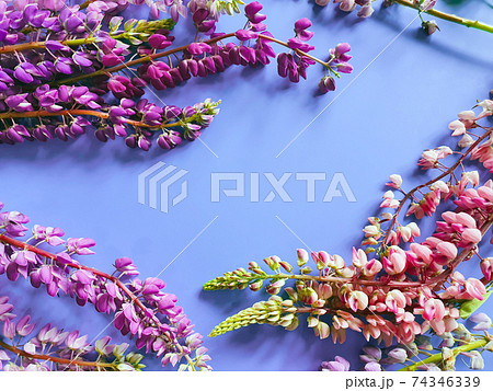 Floral frame of fresh pink and purple lupin flowers on blue background. Top view, copy space, flower flatlay. Place for text or beauty product. 74346339