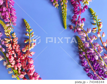 Floral frame of fresh pink and purple lupin flowers on blue background. Top view, copy space, flower flatlay. Place for text or beauty product. 74346344
