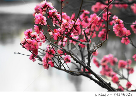 梅の花 74346628