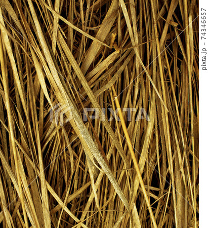 Background of Dry Straw Background of Dry Straw 74346657
