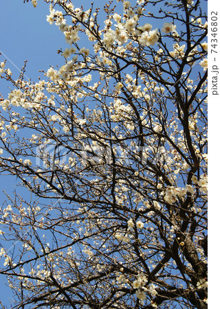 白梅 白梅 74346802