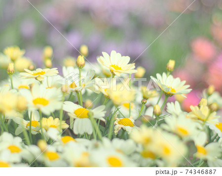 紫色とピンク色の花を背景にした 淡い黄色のマーガレットの花の写真素材