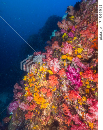 珊瑚に覆われたドロップオフ (メルギー諸島、ミャンマー) 74346911
