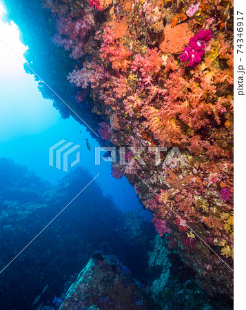 珊瑚に覆われた岩壁 (メルギー諸島、ミャンマー) 74346917