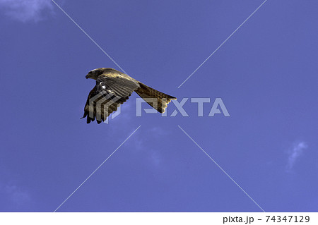 Flying red kite (Milvus milvus) Flying red kite (Milvus milvus) 74347129